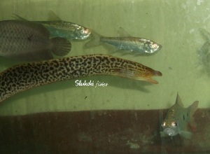 tiger eel (2)