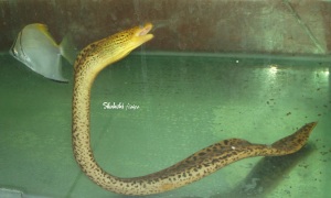 tiger eel (3)