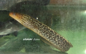 tiger eel1