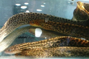 tiger eel2